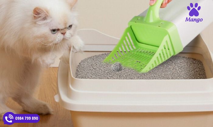 Cách sử dụng cát vón cục cho mèo hiệu quả nhất